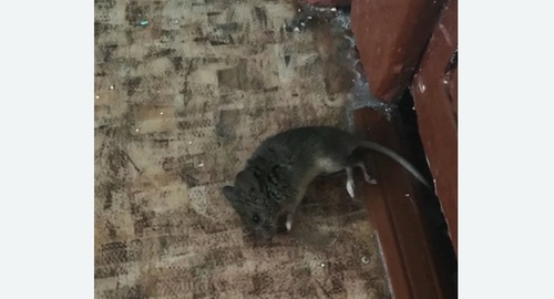 Дезинфекция от мышей в Боброве