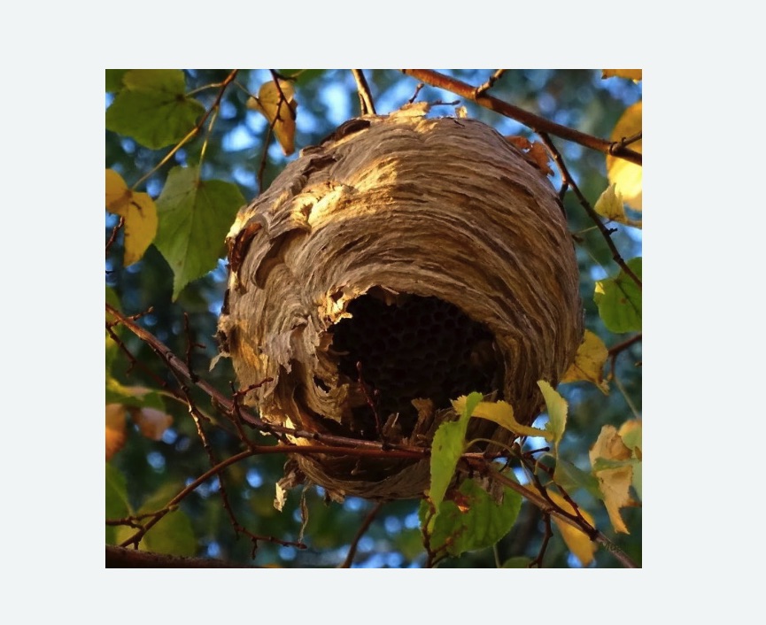 Обработка от шершней в Боброве