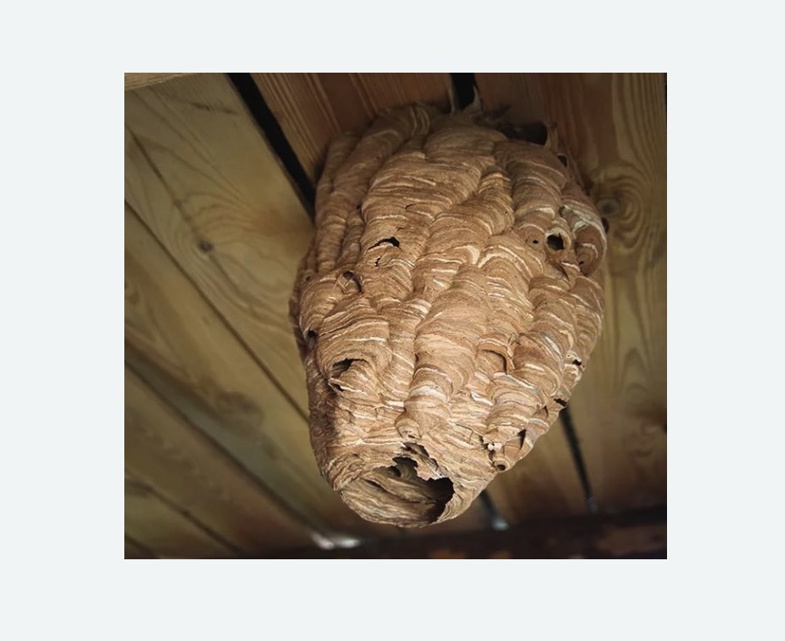 обработка от шершней в Боброве