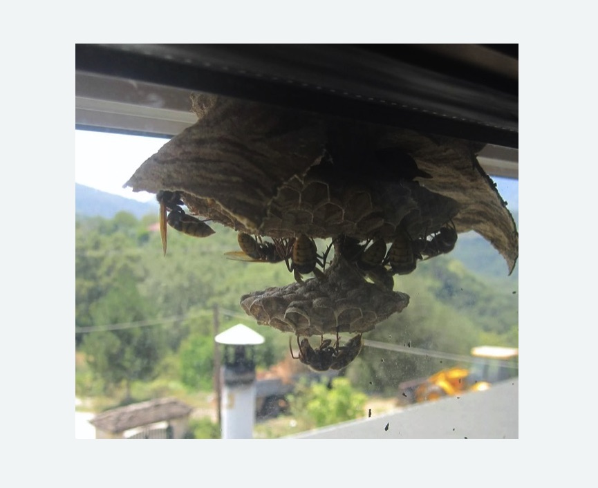 Уничтожение гнёзд шершней в Боброве