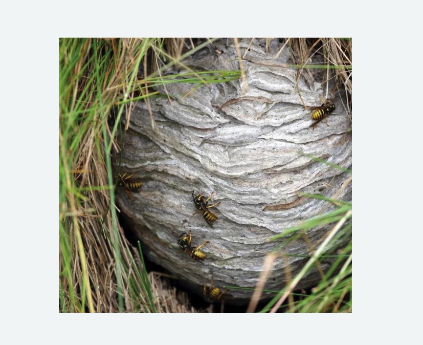 Уничтожение ос и ульев в Боброве